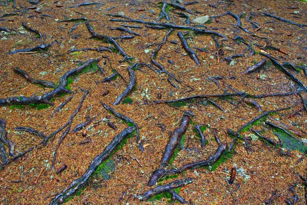 Racines des épinettes dans la forêt — Photo