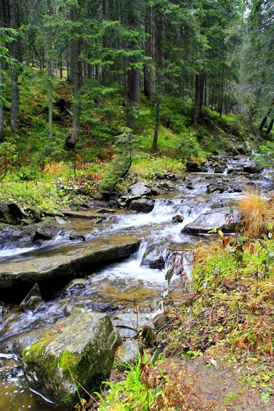 Górskie rzeki w lesie — Zdjęcie stockowe