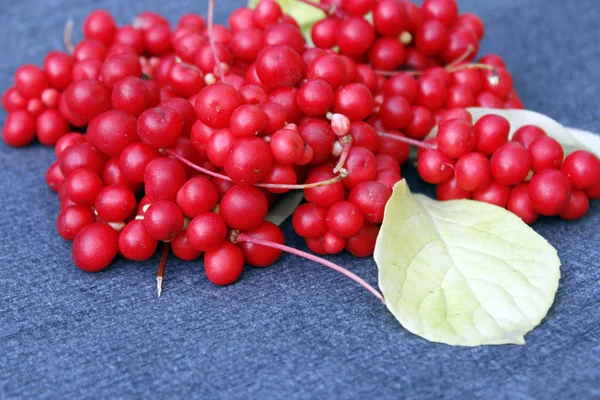 Ftuits of schisandra — Stock Photo, Image