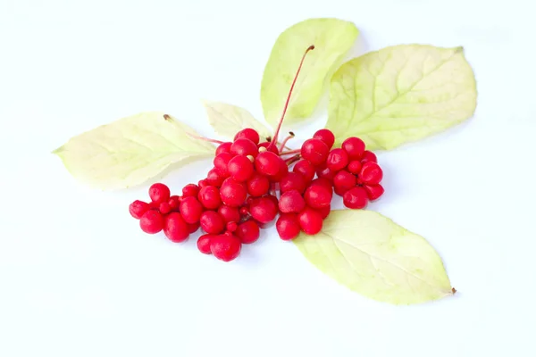 Branch of red ripe schisandra isolated — Stock Photo, Image