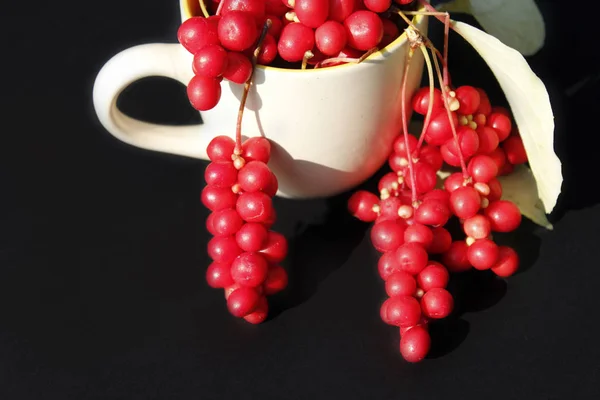 Schizandra in the cup on the black — Stock Photo, Image