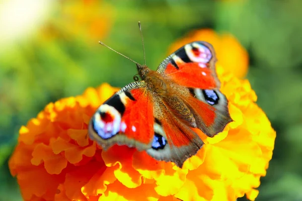 Makro motyl zbierając nektar na nagietki — Zdjęcie stockowe