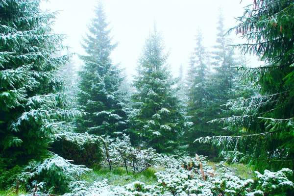 Δάσος με έλατα μετά το πρώτο χιόνι στο έτος — Φωτογραφία Αρχείου
