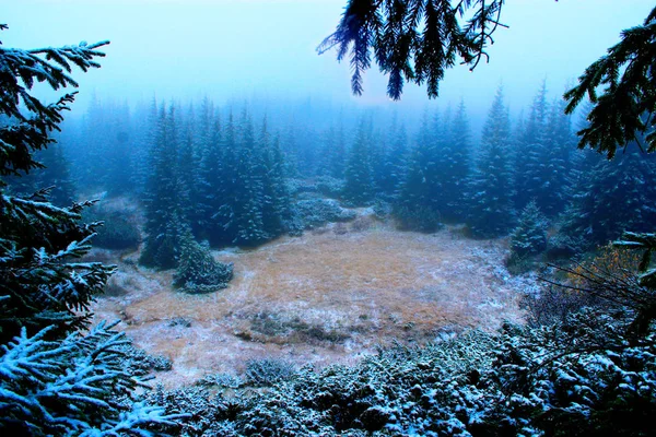 Розчищення в лісі з ялинками після першого снігу в році — стокове фото