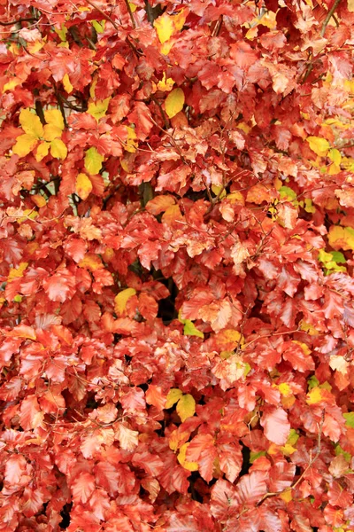 Gele natte bladeren op de boom — Stockfoto