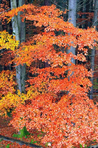 Gelbe nasse Blätter am Baum im Wald — Stockfoto