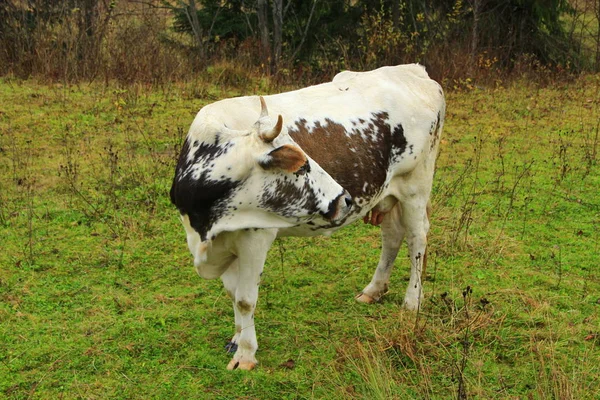 Vache regarde derrière sur le pâturage — Photo