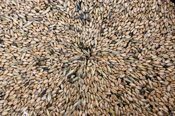 Текстура из зерна пшеницы — стоковое фото