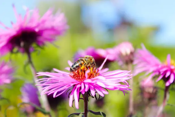 Een honingbij verzamelt nectar op de aster — Stockfoto