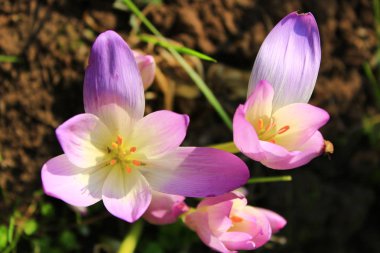 colchicum autumnale in September