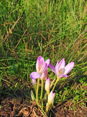 colchicum autumnale in September