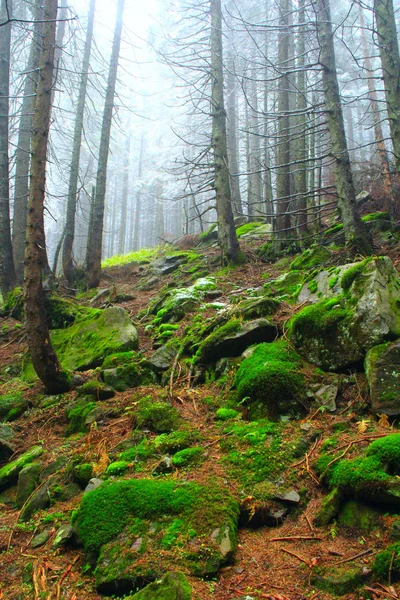 Höstlig skog med granar stenar och mossa — Stockfoto