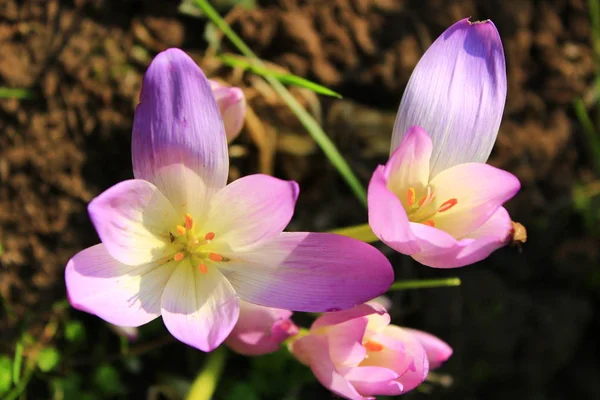 Colchicum autumnale in September — 스톡 사진