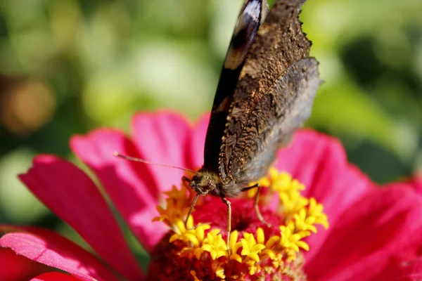 蝶孔雀の目、百日草の花の蜜を収集のマクロ — ストック写真