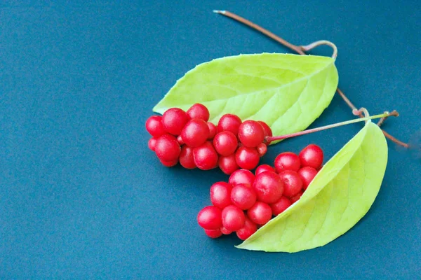 Baies rouges de schisandra sur le bleu — Photo