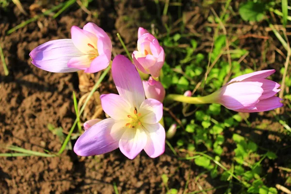 Colchicum autumnale in September — 스톡 사진