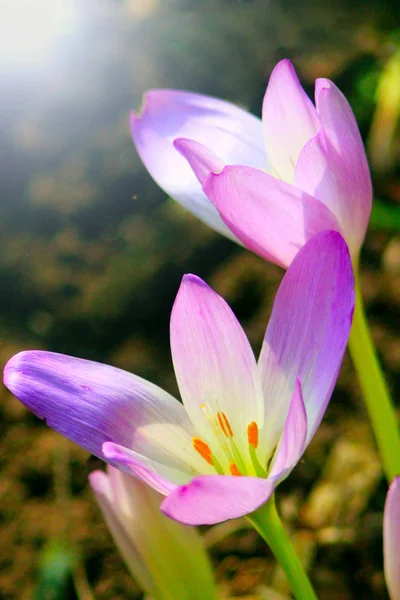 Flores de colchicum otoñal en los rayos soleados —  Fotos de Stock