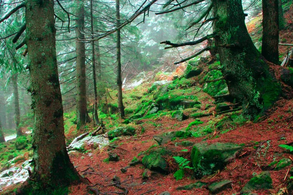 Őszi erdőben kövekkel jegenyefenyő-fák és a moha — Stock Fotó