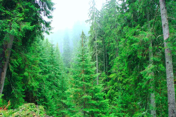 Bosque verde salvaje con abetos — Foto de Stock