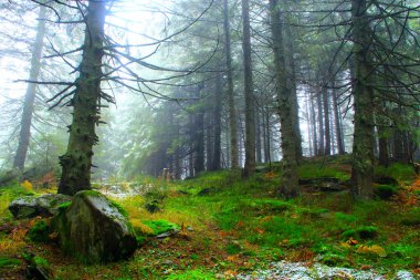 Orman sonra yılın ilk kar köknar ağaçlarıyla