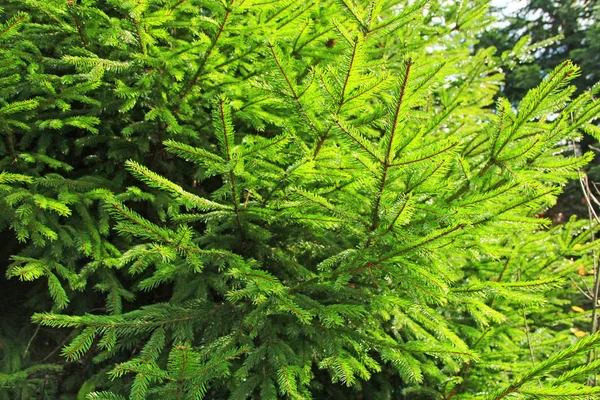 Giovane albero di pelliccia verde — Foto Stock