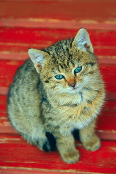 회색 새끼 고양이는 벤치에 앉아 — 스톡 사진