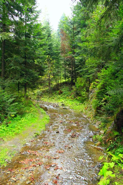 Rivière montagneuse dans la forêt — Photo