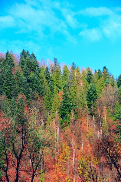 Floresta multicolorida cresce na colina no outono — Fotografia de Stock