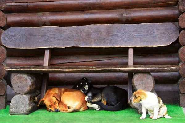 Три собаки под скамейкой. Забавные собаки живут по соседству — стоковое фото