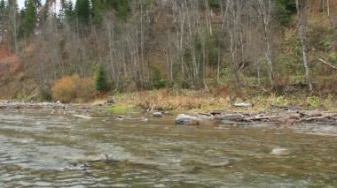 Dağlık nehir orman Karpat Dağları