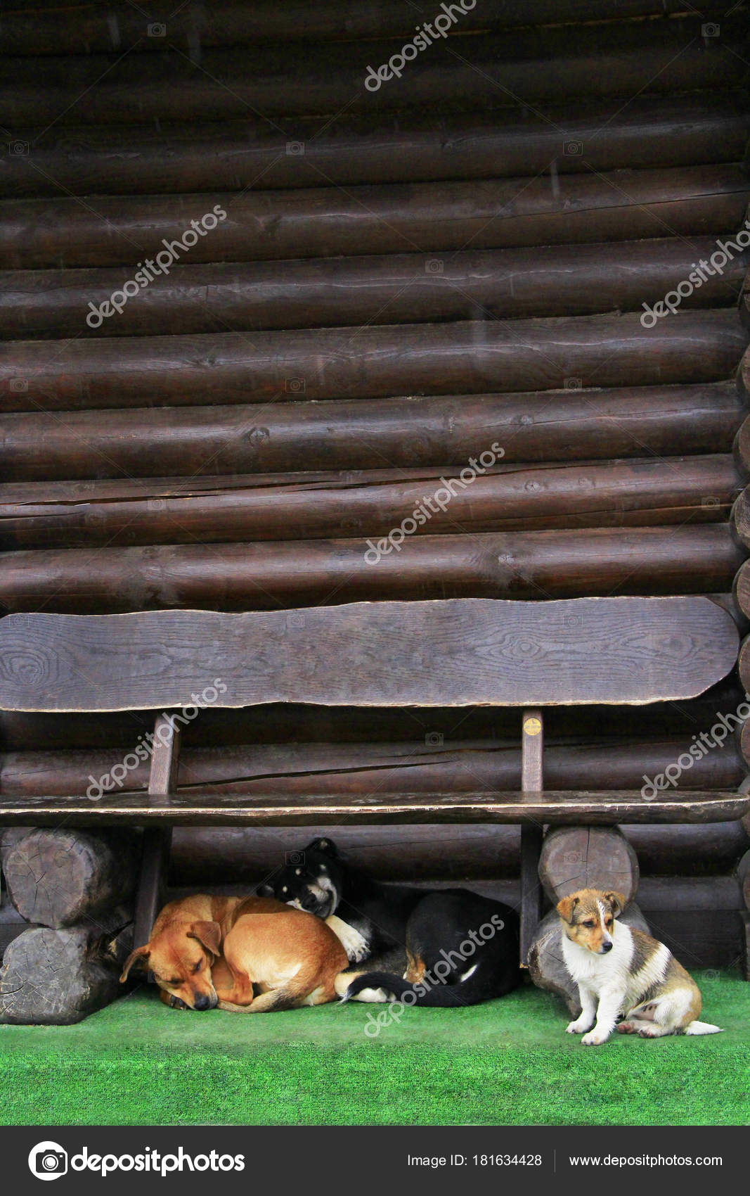 Retrato De Dos Perros Chihuahua De Pelo Corto De Diferentes Tamaños  Sentados En Una Casa De Perro De Madera, Sonriendo Con La Lengua Fuera Y  Mirando La Cámara. Fotos, retratos, imágenes y