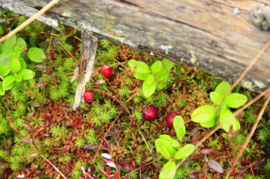Vaccinium vitis-idaea ormanda
