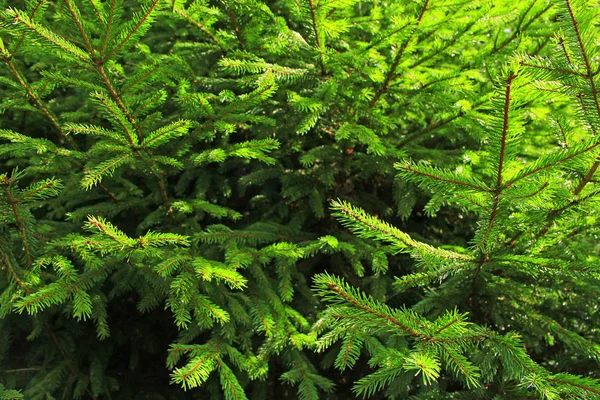 Evergreen spruce grenar — Stockfoto
