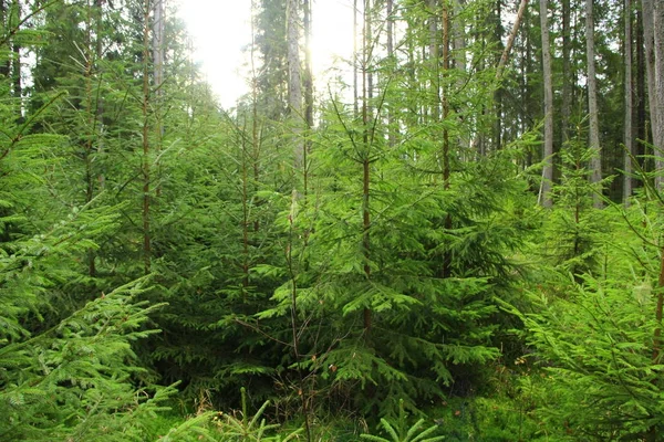 Forêt aux jeunes arbres à fourrure sempervirents — Photo