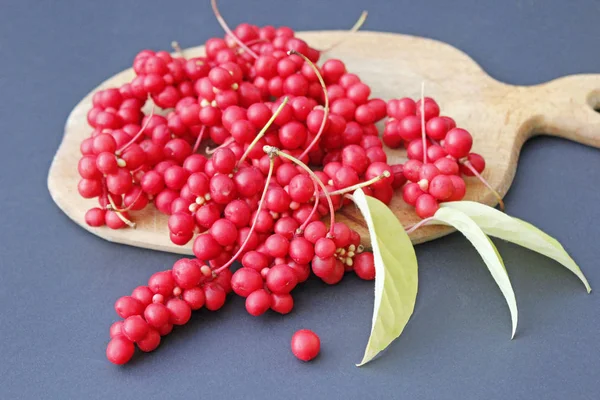 Harvest of red schizandra — Stock Photo, Image