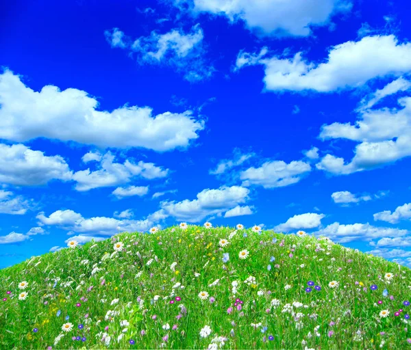 Çayır mavi bulutlu gökyüzü altında — Stok fotoğraf