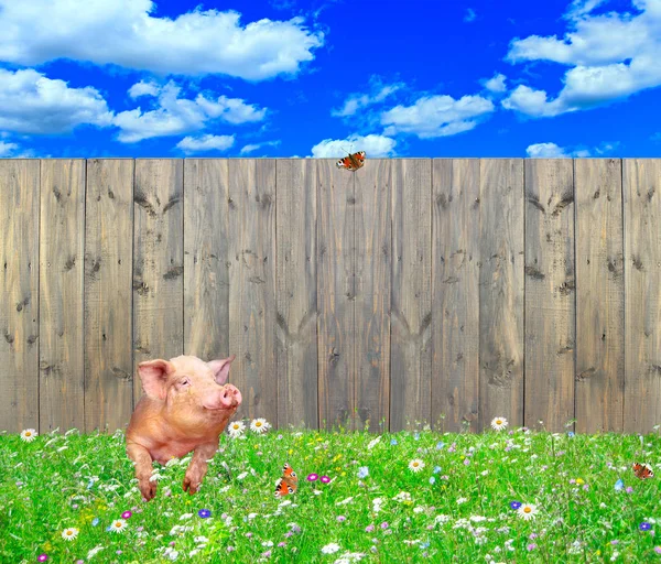 Im Sommer schaut das Schwein unter dem Zaun hervor — Stockfoto