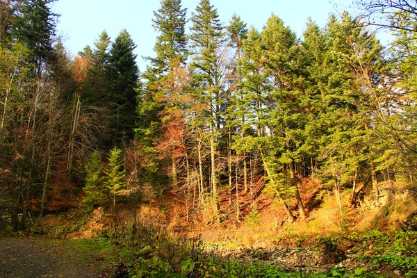 Herbstlicher Wald mit Tannen — Stockfoto