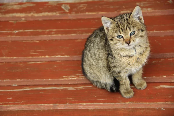 Chaton gris assis sur le banc rouge — Photo