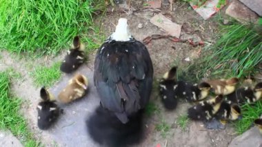 Misk ördek tavuk ördek yavrusu ile gitmek kümes hayvanları