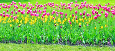 Eflatun ve Sarı Lale çiçek yatağı üzerinde. Bahar çiçekleri