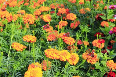 Tavus kuşu göz marigolds. Kelebek Bahçe