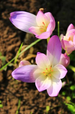 colchicum autumnale çiçek