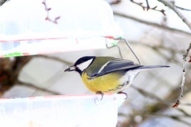 Titmouse, tohumdan tohumları ısırır