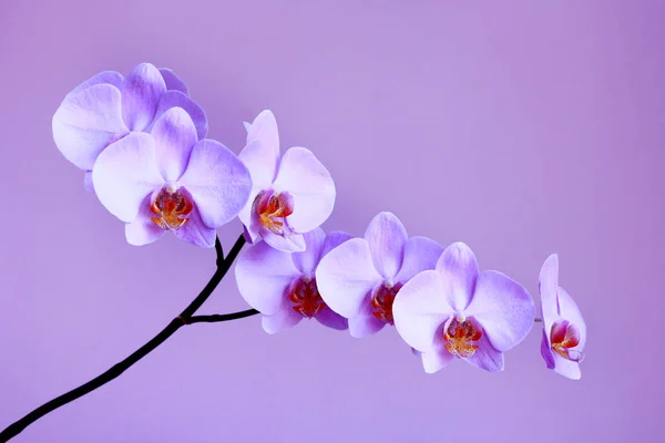 Orquídea florescente no fundo lilás — Fotografia de Stock