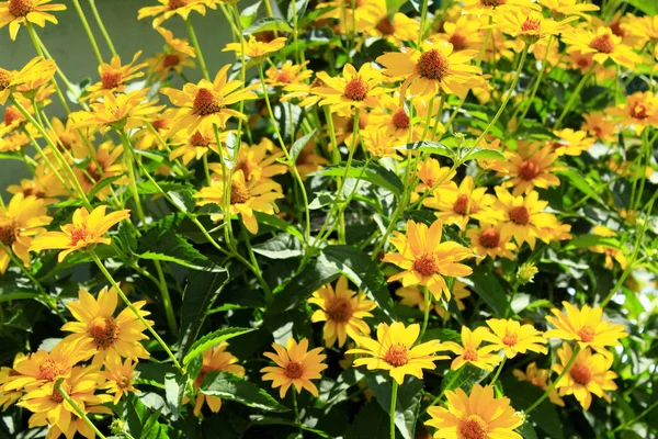 Heliopsis。美丽的黄色花朵 — 图库照片