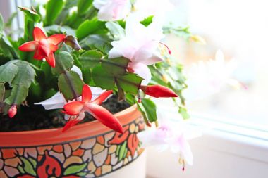 Schlumbergera kırmızı çiçek. Noel çiçek