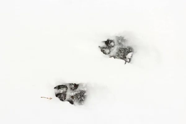 Hundespur im Schnee. Abdruck der tierischen Pfote. — Stockfoto