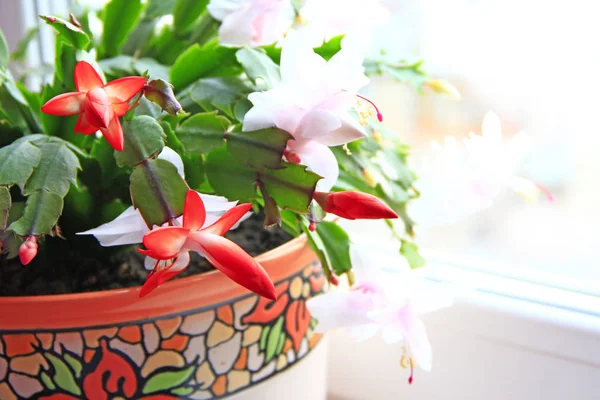 Schlumbergera piros virágok. Karácsonyi virágok — Stock Fotó