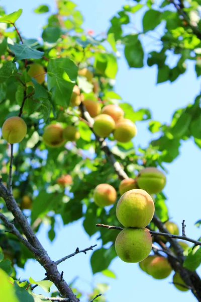 木の上のアプリコットの果実 — ストック写真